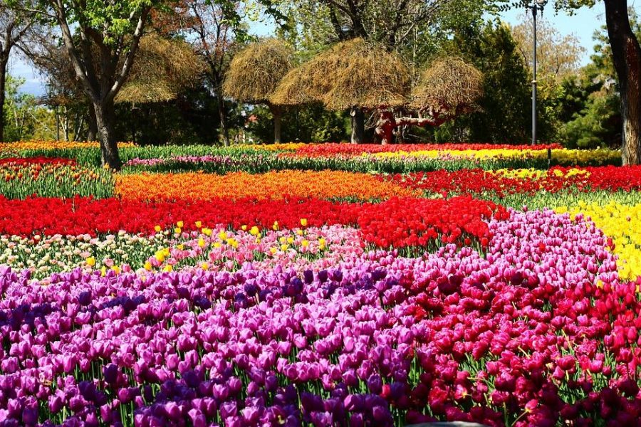 Tulip time brings color to Holland, is a getaway opportunity for Plainwell students