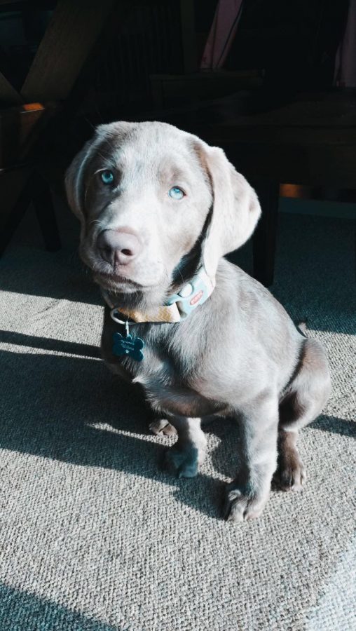Willow is a silver lab and full of energy!